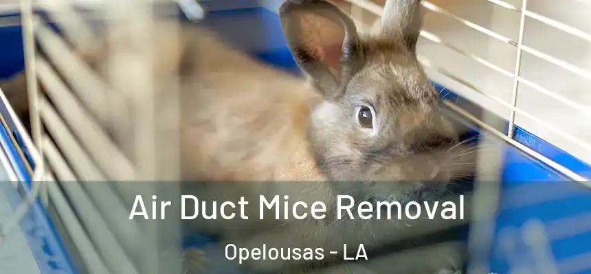 Air Duct Mice Removal Opelousas - LA