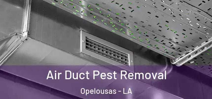 Air Duct Pest Removal Opelousas - LA