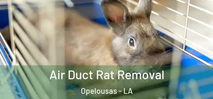  Air Duct Rat Removal Opelousas - LA