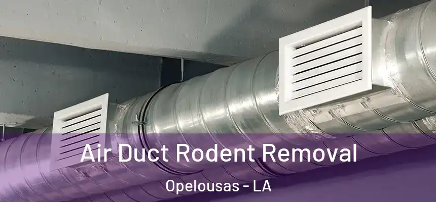 Air Duct Rodent Removal Opelousas - LA