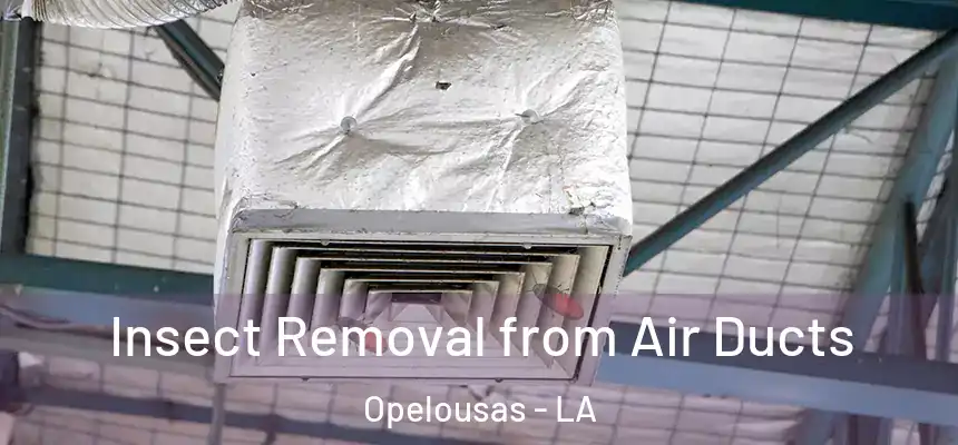 Insect Removal from Air Ducts Opelousas - LA