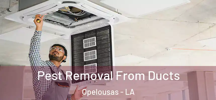 Pest Removal From Ducts Opelousas - LA